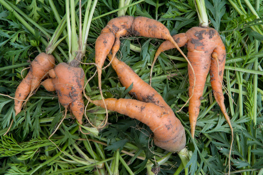Forked Carrots